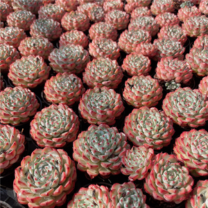 云南多肉 粉姬莲 多肉植物 布朗先生的古董店阳台盆栽 一物一拍