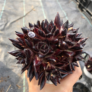 云南多肉黑檀汁乌木大群生多肉植物布朗先生的古董店一物一拍包邮
