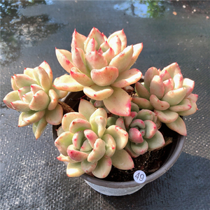 云南直发 奶油鳄梨 老桩多肉植物群生布朗先生的古董店 一物一拍