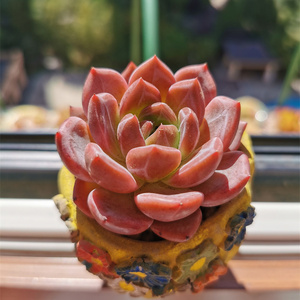 云南多肉红酒香槟多肉植物布朗先生的多肉店青橙园艺趣味一物一拍