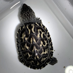 斑点乌龟外池长寿满天星龟吃粪观赏鱼缸清洁龟宠物活物观赏深水龟
