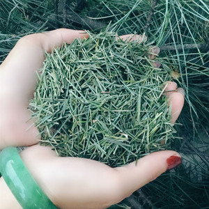 东北长白山五叶松针茶野生红松针油松非马尾松250克包邮