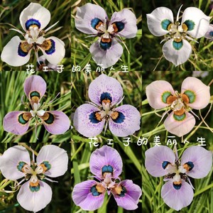孔雀肖鸢尾 开花球 moraea villosa 秋植南非小球根植物