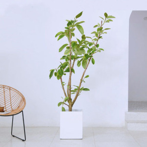 花叶榕盆栽老桩独干富贵绒室内北欧绿植除甲醛办公室客厅大盆植物