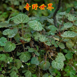 中草药野外虎耳草石荷叶新鲜精心挑一份包邮 治中耳炎 荨麻疹止痒