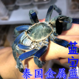 【金属蓝蜘蛛】蓝宝蛛行蓝色穴居蜘蛛捕鸟蛛长得快