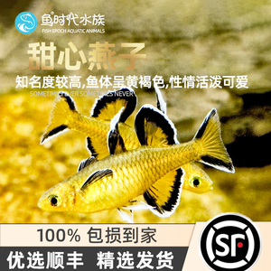 [鱼时代]太平洋甜心燕子橘色阿鲁珍珠燕子美人七彩霓虹燕子活体鱼
