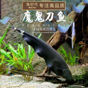 681人付款淘宝魔鬼刀鱼热带观赏黑魔鬼刀羽毛鱼线翎光