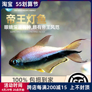 [鱼时代]帝王灯 小型热带鱼黄金黑帝王淡水招财灯科鱼群游鱼活体