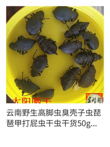 云南野生琵琶甲虫 高脚虫 臭壳子虫香姑娘虫臭婆娘虫干虫50克包邮