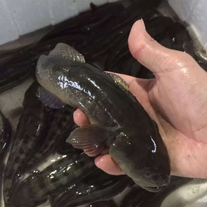 涂鳗虎鱼小海鲜海鱼蝤蠓虎乌鱼1斤4-6条
