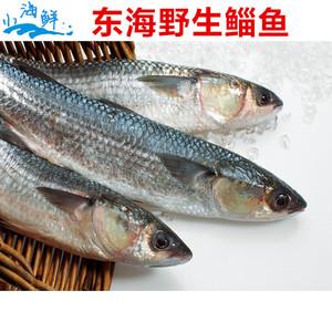 000人付款淘宝东海鱼类 支鱼鲻鱼 海鲜鲜活 海鱼 新