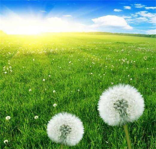 外贸日单纯棉交叉背心式睡眠哺乳文胸无钢圈孕妇胸罩产后喂奶内衣