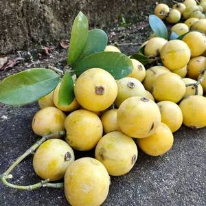 广西新鲜野生水果木竹果竹吉果竹秸子野枇杷黄牙果木熟果木竹子果
