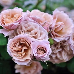 八神/庵月季 日本丰花灌木 咖啡色复古盆扦插小苗【筑梦小花园】