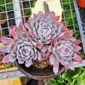 紫罗兰女王群生老桩多肉植物一物一拍花卉绿植