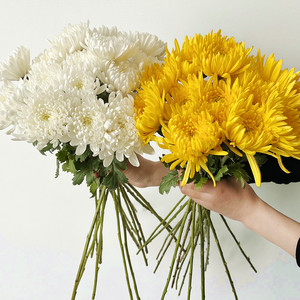 00meetlove遇爱旗舰店天猫清明节黄白菊花束祭祖扫墓祭奠鲜花杭州