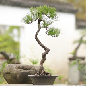 文人黄山松松树盆景中国te有树种山cai爆皮老桩庭院摆放顺丰包邮