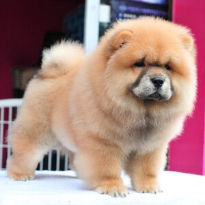 出售纯种活体松狮犬红棕肉嘴松狮犬赛级松狮犬幼犬松狮狗宠物狗狗