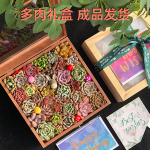 多肉植物创意活动礼品生日礼物母亲节日送礼定制圣诞高档木盒成品