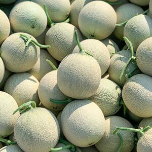 海南口口蜜水果