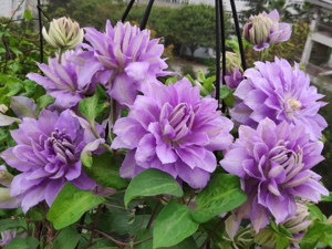 铁线莲重瓣丹妮 耐热丰花阳台盆栽庭院攀爬藤绿植物花卉美景无边