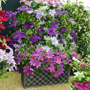 铁线莲马萨爬藤植物盆栽花卉花苗花园阳台庭院好养开花