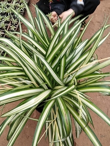 00幻变5精灵淘宝绿之韵 仿真吊兰挂壁大号5杈白心假水仙绿植草植物