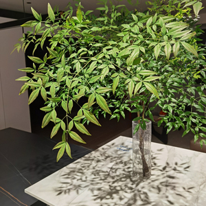 冬季推荐绿天竺叶南天竹鲜花水养插花禅意枝条鲜切枝绿色女神节礼