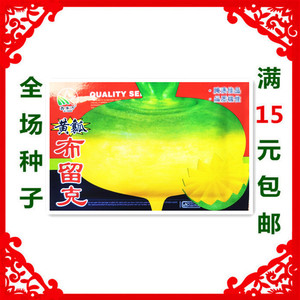 卜留克种籽东北布留克种子籽恰玛古圆蔓菁种子芜菁淹咸菜秋播露天