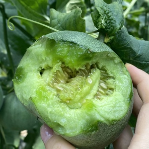 顺丰包邮绿宝石脆皮甜瓜新鲜水果现摘现发脆高甜多汁头茬瓜自然熟