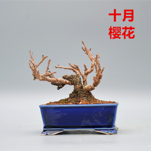 禅意日本十月樱花微型盆景盆栽实物老桩进口两季花精品造型绿植