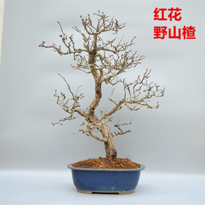 禅意红花野山楂中品盆景盆栽实物老桩原生小叶花果山里红日本进口