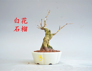 日本小叶微型白花水晶石榴小盆栽老桩造型阳台茶几植物开花结果