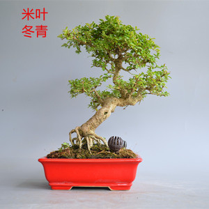 禅意精品小叶米冬盆景盆栽实物老桩米叶冬青绿植室内桌面小品