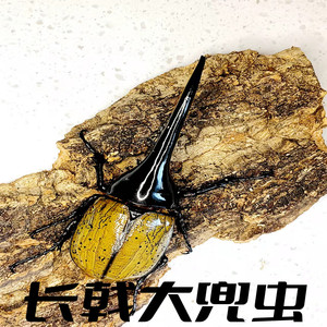 长戟大兜虫dhh海格力斯甲虫爬虫活体非独角仙另有战神亚克锹甲
