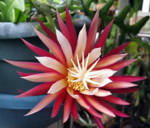 鱼骨昙花 鱼骨令箭  单棵 绿植盆栽