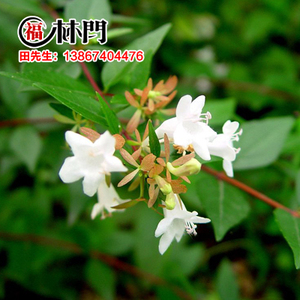 萧山花木城直销 大花六道木树苗 绿化苗木 庭院绿植 工程苗