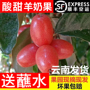 现摘现发 /云南野生水果酸甜羊奶果牛奶果牛虱子新鲜水果孕妇水果