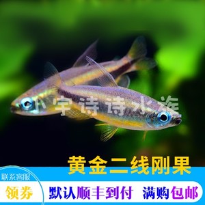 热带鱼黄金二线刚果灯鱼珍惜野外灯鱼活体观赏鱼群游鱼淡水混养鱼