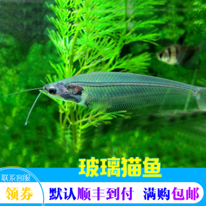 玻璃猫鱼灯科鱼透明鱼招财鱼热带鱼观赏鱼活体小热带鱼活体