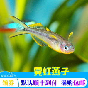 霓虹燕子鱼