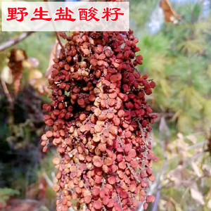 盐酸籽云南特产盐霜果农家日晒干果烟酸酸醋新鲜盐肤柏盐酸老公担