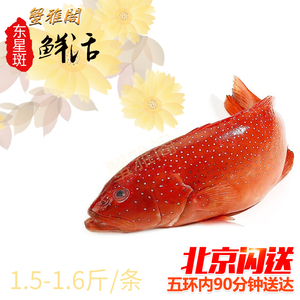 石斑鱼新鲜活速冻海捕海鲜水产石翁鱼一斤装黄丁斑小土过鱼14人付款