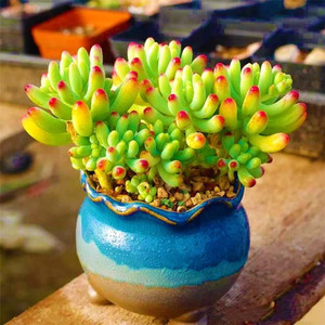 彩色乙女心多肉绿植老桩进口贵货超大盆稀有悬崖桩名贵办公桌植物