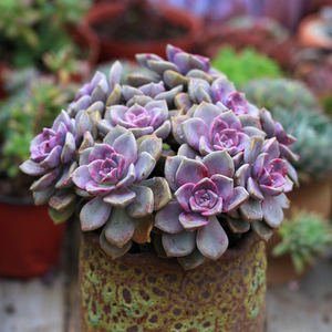 多肉老庄植物紫乐老桩超大进口悬崖一物一拍清棚阳台儿童花组合类