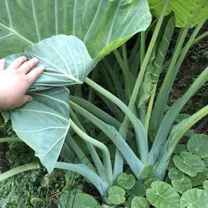 2020年新鲜贵州特产广菜酸汤鱼菜牛瘪广菜蔬菜白芋荷菜5斤装包邮