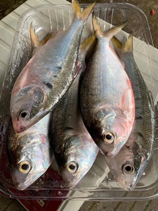 潮汕海鲜海鱼力鱼 新鲜鳓鱼 白力鱼 白鳞鱼 新鲜海鲜水产