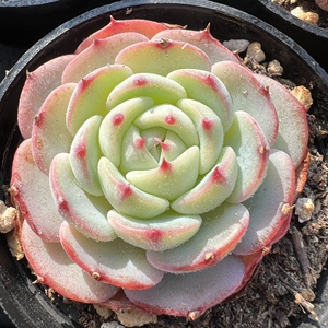 【勃朗峰多肉一物一拍】勃朗峰多肉一物一拍品牌,价格 - 阿里巴巴