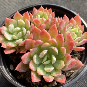 秋宴多肉 蓝安娜肉植物 火焰杯多肉一物一拍 【雪狼多肉】